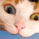 niaoubregatoula