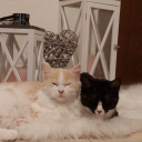 virusx1337#9966's avatar