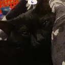hydrapogcat