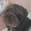 User profile pic