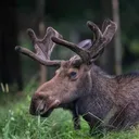 moosefin