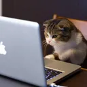 piggycat4452