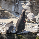 floofpenguin