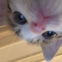 avatar vaicaunoicokhiennguoithaydoi