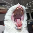 thelovecat