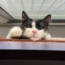 roullamou