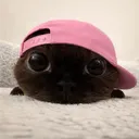 batmanboa