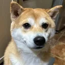antplays.
