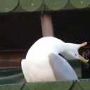 Inhaling Seagull