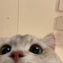 avatar Pisi