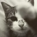 fluffycloud33