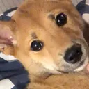 goochmalooch