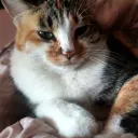 catt1i