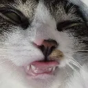 wenwen_neko