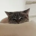 mikblom