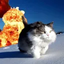 ein_wildschwein avatar