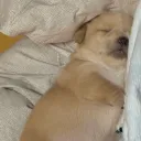 perroweon1