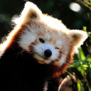 avatar EbuggeyGaming