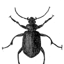 avatar উড়ন্ত বীটেল