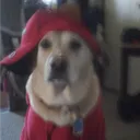 raivirn