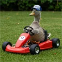 grayduck9995