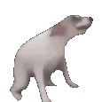 alexthedev33