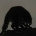 batcoon4572