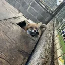 dixie_18