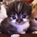 avatar 🇭🇷 Sinister 🇷🇸