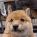 owa