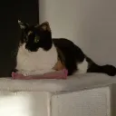 the_quagmireee