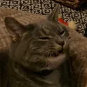 qcats