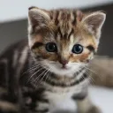 moomoow