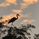 JackC | SG