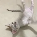 saqurdae
