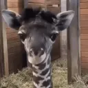 disneyfan_