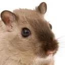 thatgerbil avatar