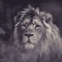 cionthelion