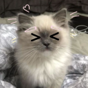 avatar Yaruxi ᨐᵉᵒʷ