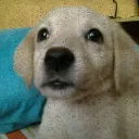 jarshoowa