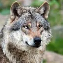 wolfsvater