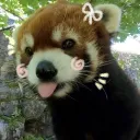 _puppy_gutz
