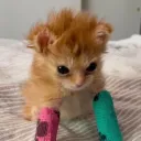 meowdazeus