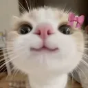 alicedream