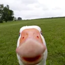 Аватар x_alfa_x.