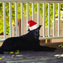 avatar 𝐅𝐨𝐱𝐭𝐫𝐨𝐧𝐢𝐜𝐚𝐥