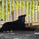 avatar 𝐅𝐨𝐱𝐭𝐫𝐨𝐧𝐢𝐜𝐚𝐥