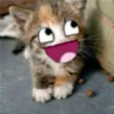 patorotelli