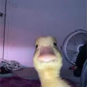 ducky.4714
