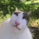 fynarka1